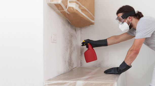 Professional Basement Mold Remediation technician working in Millersville, PA